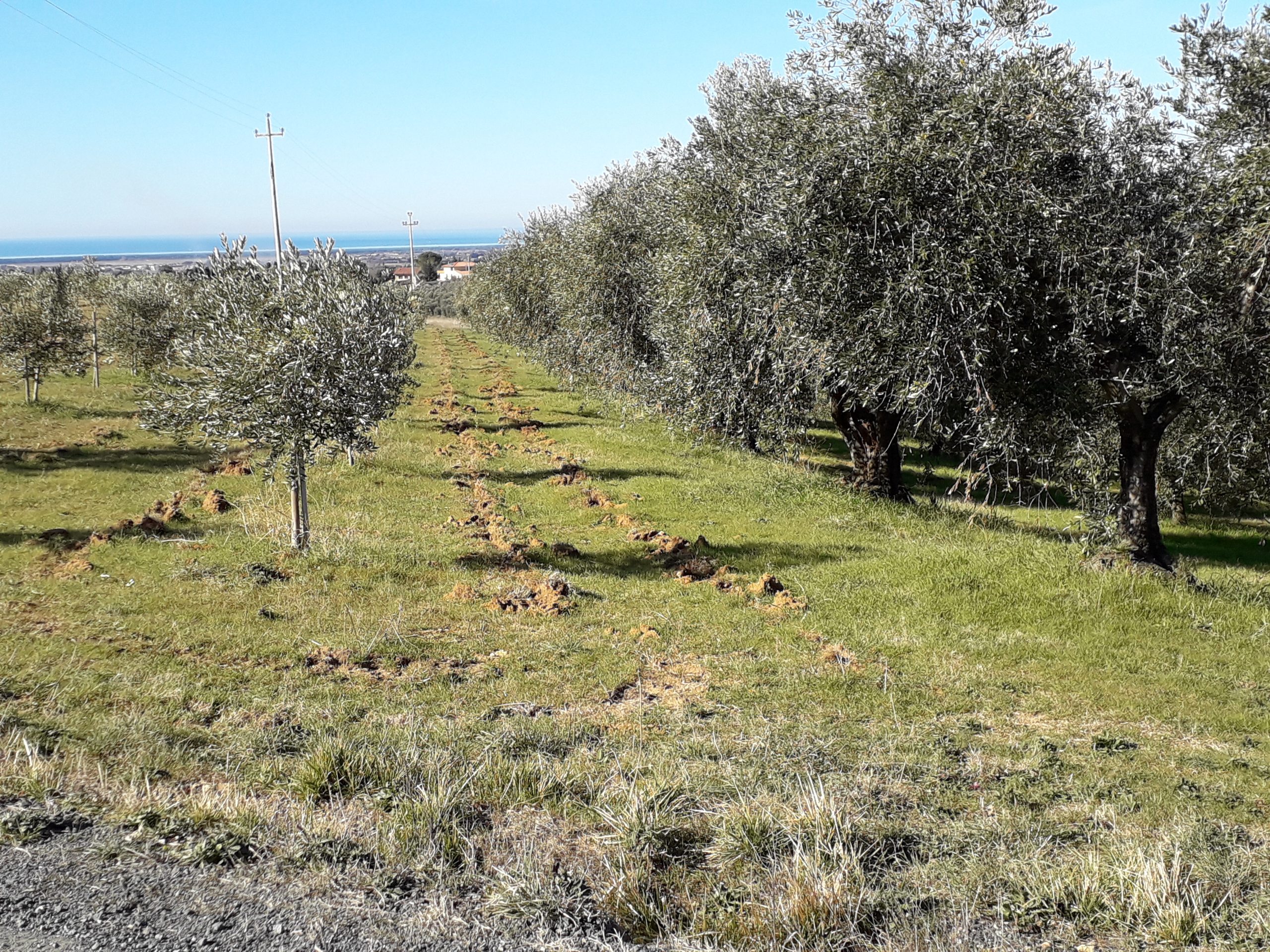 Podere Fornelli, Casale Marittimo, Toscana - Vendita Olio e prodotti naturali