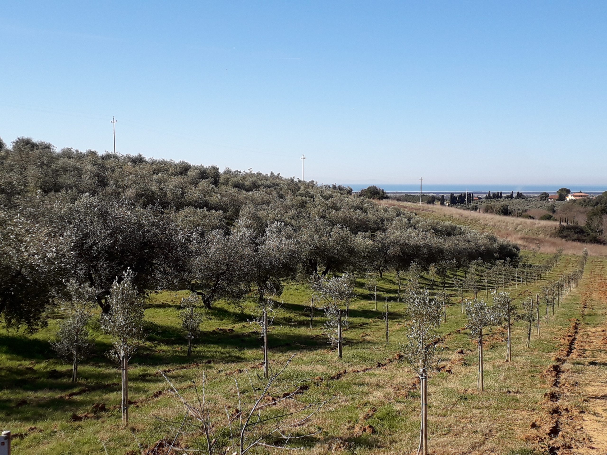 Olive - Olio Extravergine d'oliva - Casale Marittimo, Toscana - Podere Fornelli