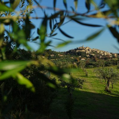 Casale Marittimo visto dall'oliveta del Podere Fornelli - Olio Extravergine di Oliva, ortaggi di stagione, Toscana