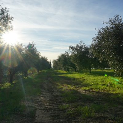 Podere Fornelli - Olio Extravergine di oliva e ortaggi, Casale Marittimo, Toscana