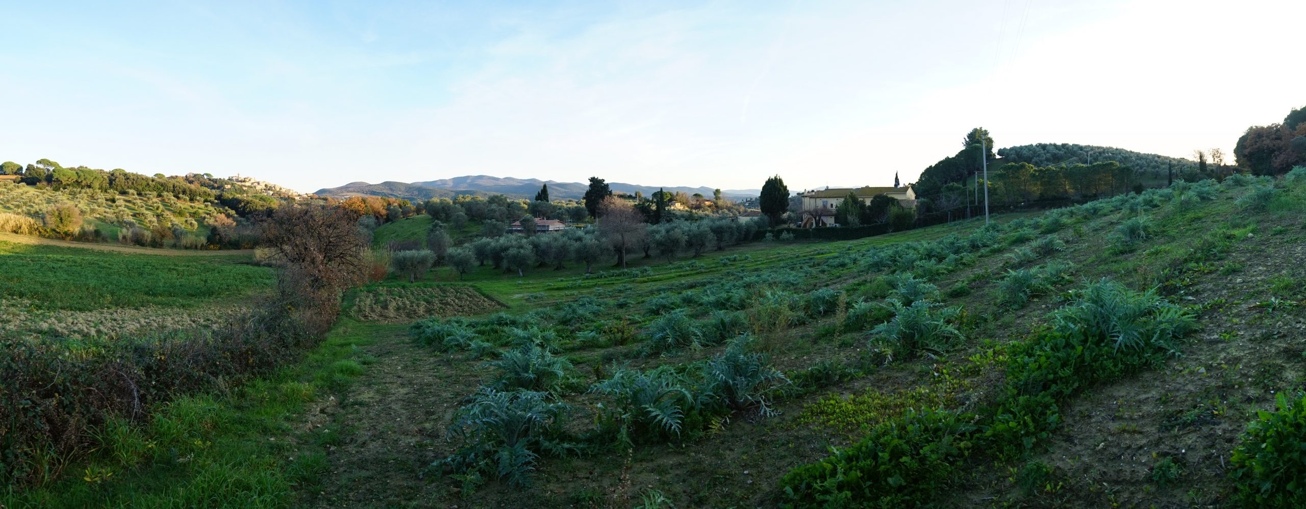 Carciofi, ortaggi - Podere Fornelli, Casale Marittimo, Toscana