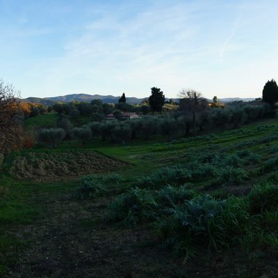 Carciofi, ortaggi - Podere Fornelli, Casale Marittimo, Toscana