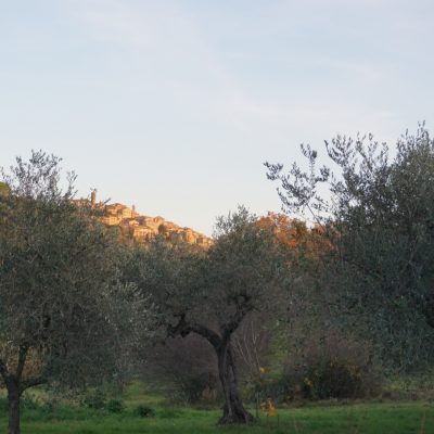 Olive - Olio Extravergine d'oliva - Casale Marittimo, Toscana - Podere Fornelli