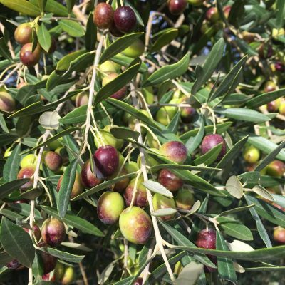 Olive, Toscana - Podere Fornelli, olio extravergine di oliva toscano