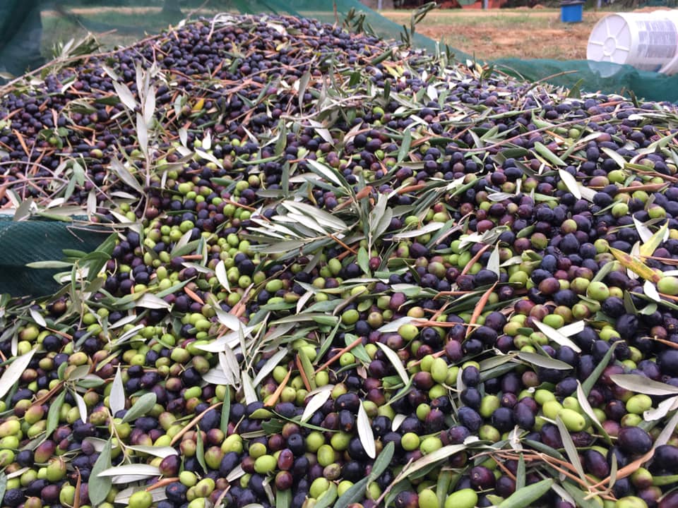 Olive di qualità - Podere Fornelli, olio extravergine di oliva, Casale Marittimo, Toscana