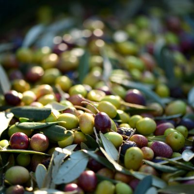Olive, Toscana - Podere Fornelli, olio extravergine di oliva toscano