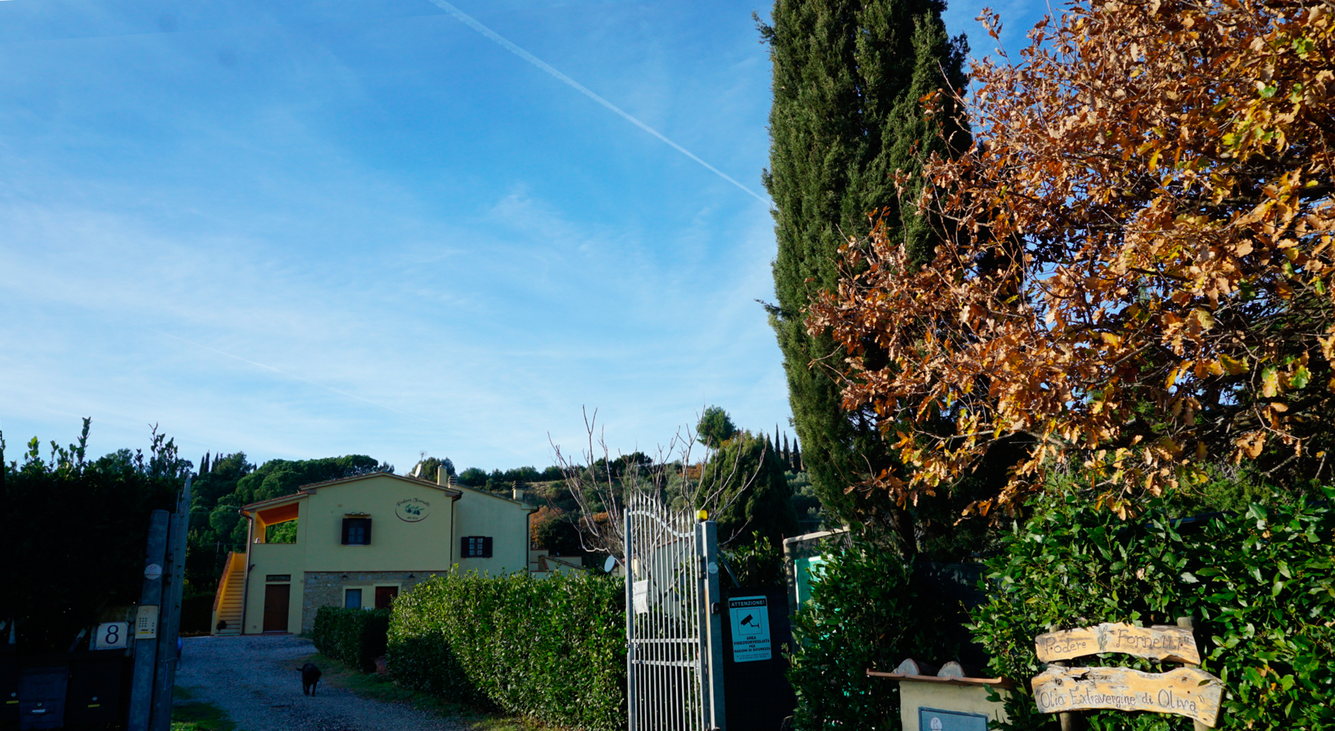 Podere Fornelli, produzione e vendita di olio extravergine di oliva, ortaggi di stagione, Casale Marittimo, Toscana